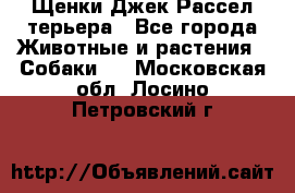 Щенки Джек Рассел терьера - Все города Животные и растения » Собаки   . Московская обл.,Лосино-Петровский г.